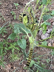 Alypiodes flavilinguis