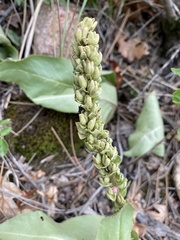 Veronica wyomingensis