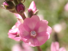 Sidalcea oregana spicata