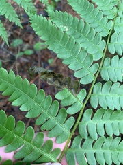 Chirosia filicis
