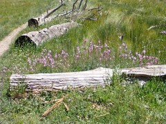 Sidalcea oregana spicata