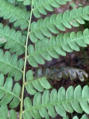 Chirosia filicis