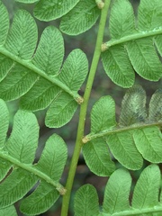 Chirosia filicis