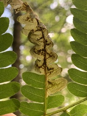 Chirosia filicis