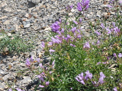 Penstemon lyallii