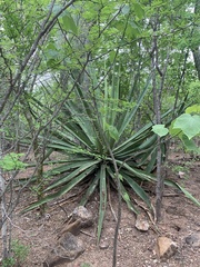 Agave rhodacantha