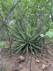 Agave rhodacantha