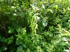 Agromyza valdorensis