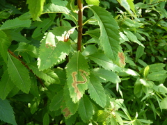 Agromyza valdorensis