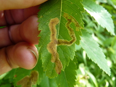 Agromyza valdorensis