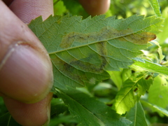 Agromyza valdorensis