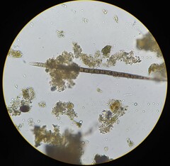 Phormidium granulatum