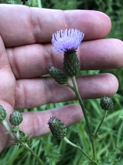 Cirsium arvense