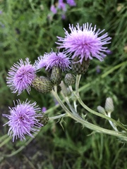 Cirsium arvense