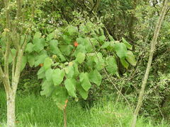 Croton magdalenensis