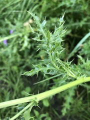 Cirsium arvense
