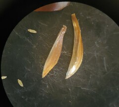 Xyris louisianica