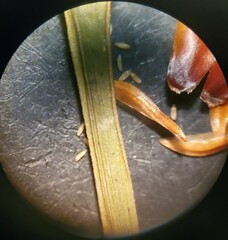 Xyris louisianica