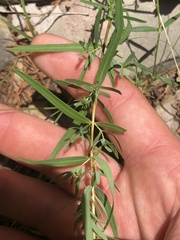 Hypericum dolabriforme