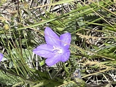 Campanula parryi