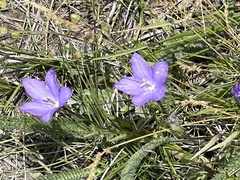 Campanula parryi