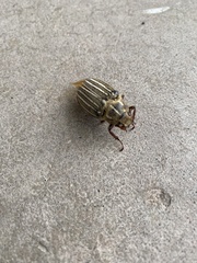 Polyphylla decemlineata