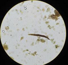 Aeolosoma hemprichi