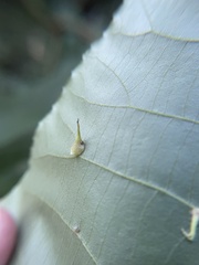 Caryomyia inclinata