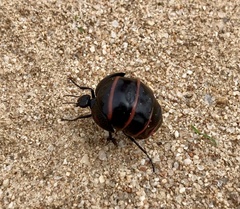 Megetra