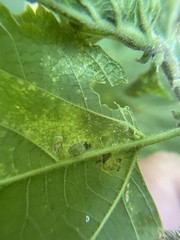 Celticecis celtiphyllia