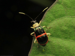 Paratriarius