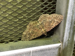 Disclisioprocta