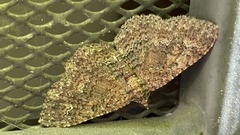 Disclisioprocta