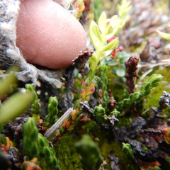 Exobasidium hypogenum