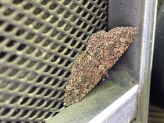 Disclisioprocta