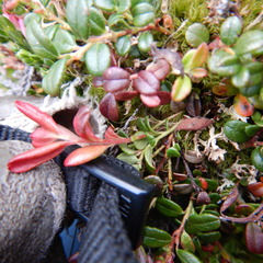 Exobasidium splendidum