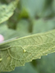 Celticecis spiniformis