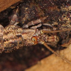 Pedetontus saltator