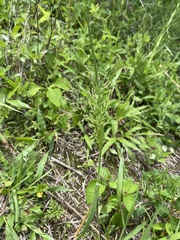 Piptochaetium fimbriatum