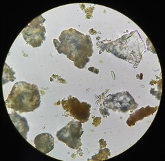 Encyonopsis hustedtii