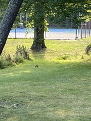 Sciurus carolinensis