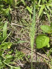 Piptochaetium fimbriatum