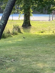 Sciurus carolinensis