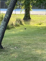 Sciurus carolinensis