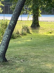 Sciurus carolinensis