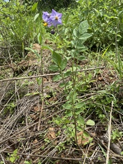 Solanum demissum