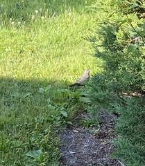 Dumetella carolinensis