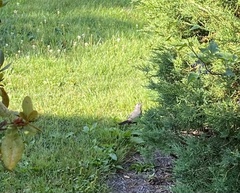 Dumetella carolinensis