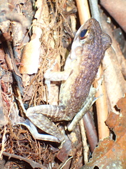Pulchrana