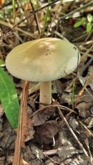 Amanita flavescens